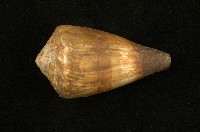 藏品(柳絲芋螺)的圖片